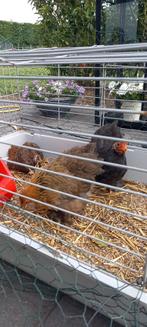 Prachtige jonge cochin kriel kippen t.e.a.b., Dieren en Toebehoren, Pluimvee, Mannelijk, Kip