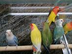 Agapornissen in diverse kleurmutaties., Dieren en Toebehoren, Vogels | Parkieten en Papegaaien, Meerdere dieren, Dwergpapegaai of Agapornis