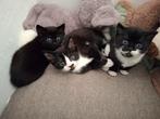 Kittens, Dieren en Toebehoren, Katten en Kittens | Overige Katten, Meerdere dieren