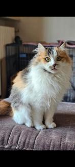 Speelse rainbow, Dieren en Toebehoren, Katten en Kittens | Raskatten | Langhaar, Poes, Gechipt