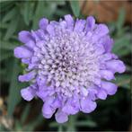 Duifkruid Butterfly Blue | Scabiosa columbaria | gifvrij, Volle zon, Vaste plant, Zomer, Ophalen
