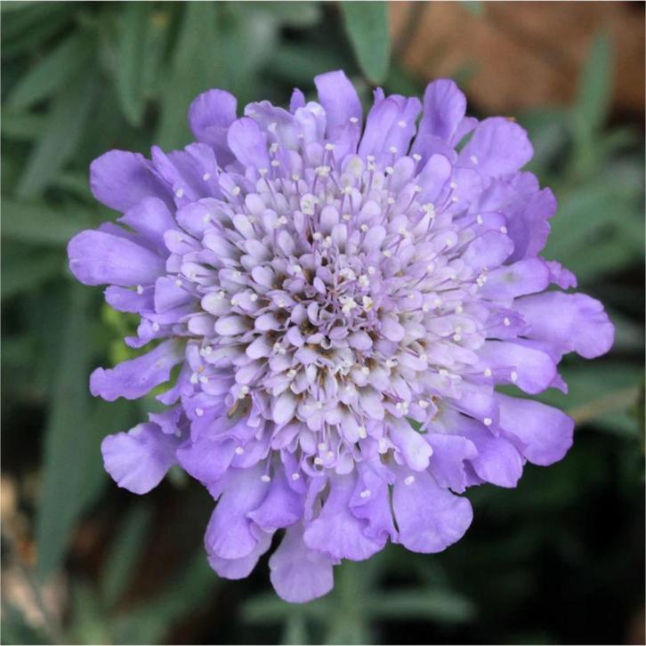 Duifkruid Butterfly Blue | Scabiosa columbaria | gifvrij, Tuin en Terras, Planten | Tuinplanten, Vaste plant, Overige soorten