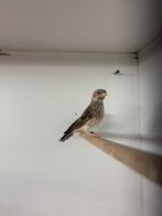 Edelzangers, Meerdere dieren