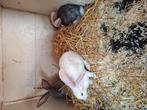 3 vlaamse reuzen, Dieren en Toebehoren, Mannelijk, Groot