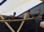Witwangtoerako | Toerako's | Sierlijke vogels, veel keuze, Dieren en Toebehoren, Pluimvee, Meerdere dieren, Eend