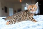 Bengaalse / bengaal kittens met raszuivere stamboom, Dieren en Toebehoren, Katten en Kittens | Dekkaters