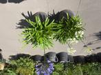 Agapanthus planten, Overige soorten, Volle zon, Vaste plant, Ophalen of Verzenden