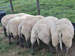 Stamboek ramlammeren Bleu du Maine voor de fokkerij, Dieren en Toebehoren, Mannelijk, Schaap, 0 tot 2 jaar