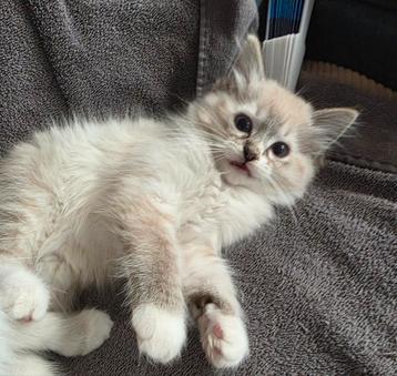Ragdoll kittens  beschikbaar voor biedingen