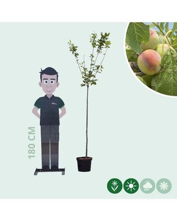 Pruimenboom opal beschikbaar voor biedingen
