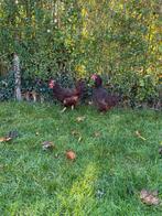 Red İslanders, Dieren en Toebehoren, Pluimvee, Vrouwelijk, Kip