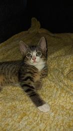 Kittens Tekoop, Dieren en Toebehoren