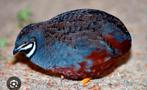 Chinese dwerg kwartel mannetjes, Dieren en Toebehoren, Vogels | Overige Vogels, Mannelijk, Tropenvogel