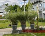 Bamboe in pot - sfeervolle plant, Tuin en Terras, Ophalen, Vaste plant, Siergrassen, Bloeit niet