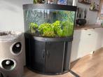 Juwel Aquarium Trigon 190, complete set + kast & accessoires, Ophalen, Zo goed als nieuw, Gevuld zoetwateraquarium