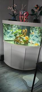 Div sluierstaarten, Dieren en Toebehoren, Vissen | Aquariumvissen, Vis, Zoetwatervis