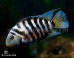 Zebra chillide, Vis