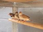 Zebravink, Dieren en Toebehoren, Vogels | Overige Vogels, Meerdere dieren, Tropenvogel, Geringd