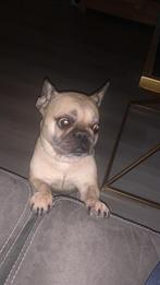 Franse bulldog, 6 jaar of ouder, Reu, Bulldog, Eén hond