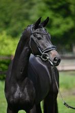 te koop hele knappe merrie, Dieren en Toebehoren, Paarden, Merrie, Gechipt, Dressuurpaard, 3 tot 6 jaar
