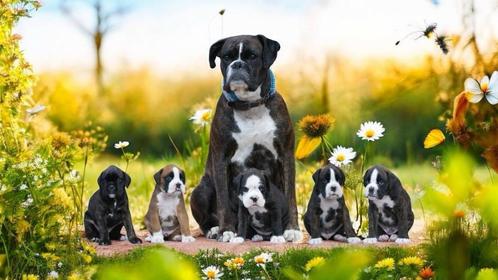 Boxerpups met stamboom, Dieren en Toebehoren, Honden | Bulldogs, Pinschers en Molossers, Reu, Overige rassen, Particulier, Meerdere