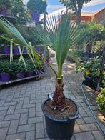 Washingtonia palm AANBIEDING