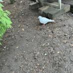 Lachduif, Dieren en Toebehoren, Vrouwelijk, Tortelduif