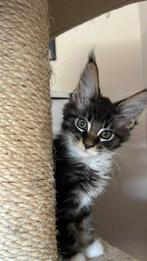 Infinity Charm Aurelia  (25/03/2025)_Maine Coon cat, Dieren en Toebehoren, Katten en Kittens | Raskatten | Langhaar, Poes, Gechipt