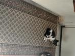 Gratis katten i.v.m. relatiebreuk, Dieren en Toebehoren, Meerdere dieren, Kortharig, 0 tot 2 jaar