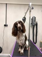 Hondentrimsalon - plek voor nieuwe klanten, Ophalen, Nieuw