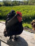 Ruilen grote lieve zwarte Orpington haan, Dieren en Toebehoren, Pluimvee, Mannelijk, Kip