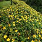 Hypericum Calysinum en moserianum. Bodembedekker P9 planten, Bodembedekkers, Volle zon, Vaste plant, Ophalen of Verzenden