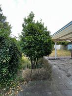 Liguster/ Laurierkers, Ophalen, Volle zon, Overige soorten, 250 tot 400 cm