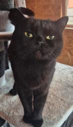 Lieve 2 jarige  zwarte britse korthaar met stamboom, Dieren en Toebehoren, Katten en Kittens | Raskatten | Korthaar, Poes, Met stamboom