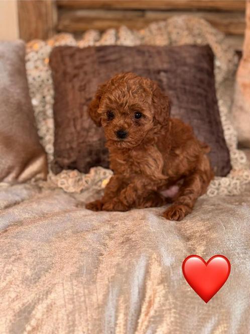 Hele mooie kleinblijvende toy poedeltjes van 7 weken!, Dieren en Toebehoren, Honden | Chihuahua's en Gezelschapshonden, Meerdere dieren