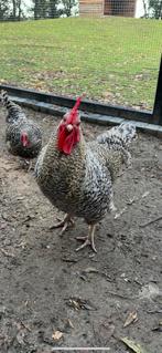 Haan, Dieren en Toebehoren, Pluimvee, Mannelijk, Kip