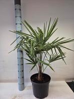 Trachycarpus Fortunei Winterharde Palmboom, 100 tot 250 cm, Zomer, Palmboom, Ophalen