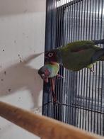 Jong koppel Pyrrhura Pfrimeri | Zeldzaam!, Meerdere dieren, Parkiet, Geringd