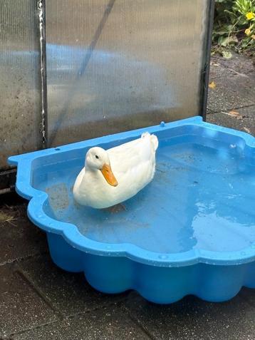 Witte Loopeend Woerd beschikbaar voor biedingen