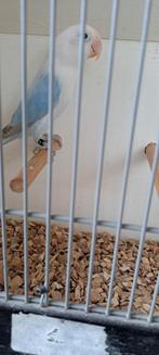 Agapornis Ficheri 1-0 Opaline Blauw Euwing  Dilute, Dieren en Toebehoren, Vogels | Parkieten en Papegaaien, Meerdere dieren, Dwergpapegaai of Agapornis