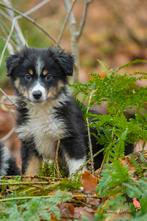Miniature American shepherd pups, Dieren en Toebehoren, Honden | Herdershonden en Veedrijvers, Nederland, CDV (hondenziekte), 8 tot 15 weken