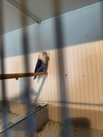 Koppel agapornis, Meerdere dieren