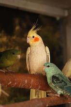 Valkparkieten broedrijp | Divers aanbod | Deskundig advies, Dieren en Toebehoren, Meerdere dieren, Parkiet