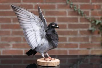 Geprepareerde Tamme Duif stadsduif opgezet taxidermie beschikbaar voor biedingen