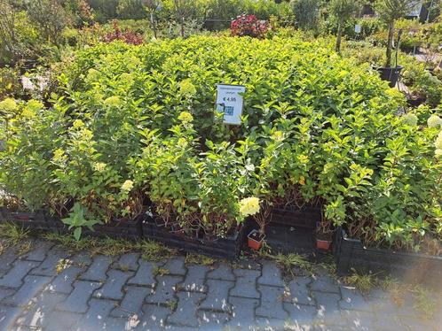 Hydrangea paniculata limelight Schapenkop Pluimhortensia, Tuin en Terras, Planten | Struiken en Hagen, Struik, Hortensia, Minder dan 100 cm