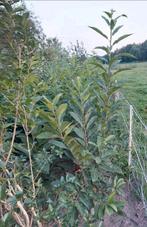 Tamme kastanje boompjes uit de volle grond, Ophalen, Lente, Overige soorten, Volle zon