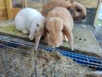 Kruising NHD rammetje, Dieren en Toebehoren, Konijnen, Mannelijk, Hangoor, 0 tot 2 jaar