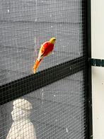 Roodbuik Turquoisine dilute opaline ruilen, Dieren en Toebehoren, Vogels | Parkieten en Papegaaien, Meerdere dieren, Parkiet