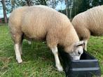 Texelaar ram lam, Dieren en Toebehoren, Schapen, Geiten en Varkens, Mannelijk, Schaap, 0 tot 2 jaar
