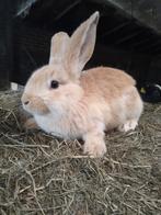Jonge vlaamse reuzen, Dieren en Toebehoren, Konijnen, Meerdere dieren, Groot, 0 tot 2 jaar